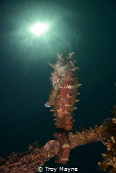 Thorny Sea Horse in Dauin, Negros Oriental, Philippines. by Troy Mayne 